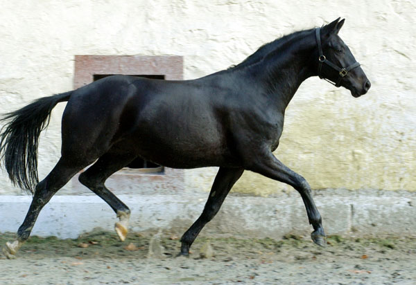 Trakehner v. Summertime u.d. Greta Garbo v. Alter Fritz