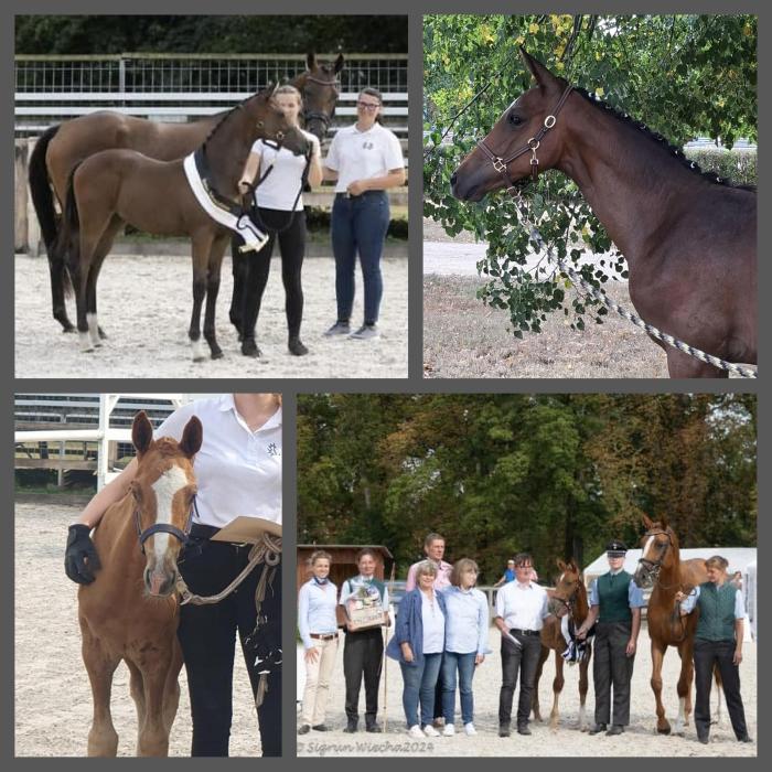 Fohlenchampionat in Graditz