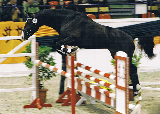 Trakehner Hengst Grand Corazn von Symont u.d. Pr.u.StPrSt. Guendalina v. Red Patrick xx - Trakehner Gestt Hmelschenburg