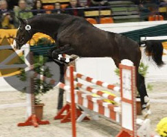 Trakehner Hengst Grand Corazn - 2,5jhrig