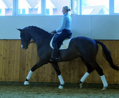 Trakehner Hengst Grand Corazn - knapp 3jhrig - gerade angeritten