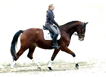 Gustav der Groe - Trakehner von Freudenfest u.d. Gwendolyn v. Maestro - Gestt Hmelschenburg