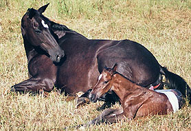 Auf der Weide geboren: Hengstfohlen von Freudenfest - Kennedy, Foto: Wittmer-Eigenbrodt