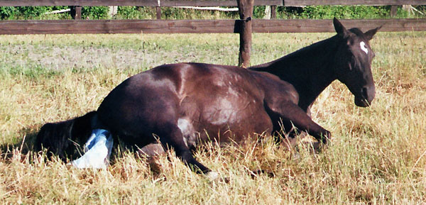 Geburt des Hengstfohlens von Freudenfest u.d. Pannceia v. Kennedy u.d. Piroschka v. Kostolany, Foto: Wittmer-Eigenbordt