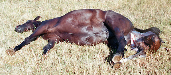 Geburt des Hengstfohlens von Freudenfest u.d. Panaceia v. Kennedy u.d. Piroschka v. Kostolany, Foto: Wittmer-Eigenbordt