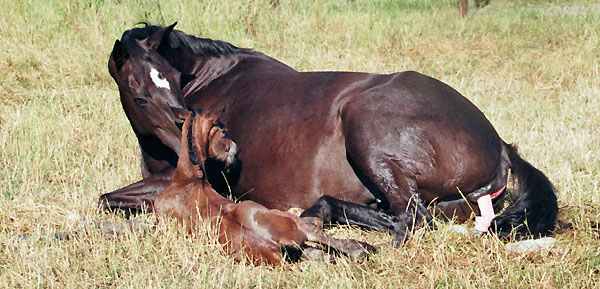 Geburt des Hengstfohlens von Freudenfest u.d. Panaceia v. Kennedy u.d. Piroschka v. Kostolany, Foto: Wittmer-Eigenbordt
