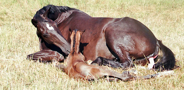 Geburt des Hengstfohlens von Freudenfest u.d. Panaceia v. Kennedy u.d. Piroschka v. Kostolany, Foto: Wittmer-Eigenbordt