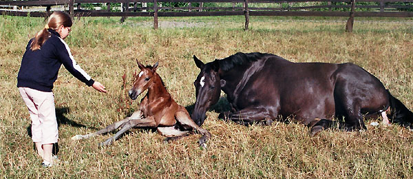 Geburt des Hengstfohlens von Freudenfest u.d. Panaceia v. Kennedy u.d. Piroschka v. Kostolany, Foto: Wittmer-Eigenbordt