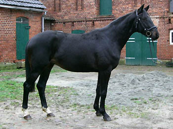 Trakehner Wallach GEORGE CLOONEY von Summertime u.d. Greta Garbo von Alter Fritz - Gestt Hmelschenburg, Foto: Sebastian Krause