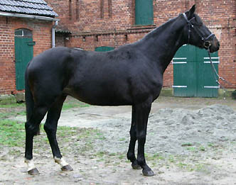 Trakehner Wallach GEORGE CLOONEY von Summertime u.d. Greta Garbo von Alter Fritz - Gestt Hmelschenburg, Foto: Sebastian Krause