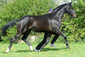 George Clooney - Trakehner Wallach von Summertime u.d. Greta Garbo v. Alter Fritz, 3jhrig