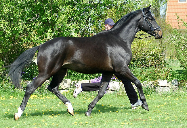 Trakehner v. Summertime u.d. Greta Garbo v. Alter Fritz