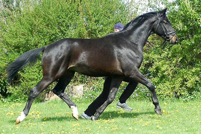 Trakehner v. Summertime u.d. Greta Garbo v. Alter Fritz