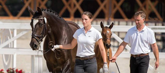 Trakehner Stute Gloria Gaynor von Saint Cyr u.d. Elitestute Greta Garbo v. Alter Fritz - Gestt Hmelschenburg - Beate Langels - Foto: privat