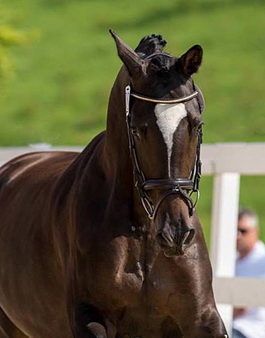 Trakehner Stute Gloria Gaynor von Saint Cyr u.d. Elitestute Greta Garbo v. Alter Fritz - Gestt Hmelschenburg - Beate Langels - Foto: privat