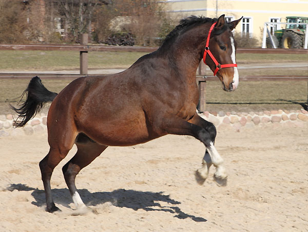 Galileo von Exclusiv u.d. Gwendolyn v. Maestro - Kostolany - Karon - Foto: Dietmar Habert