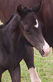 Hengstfohlen von Kostolany, Zchter: Elke Giera, Foto: privat