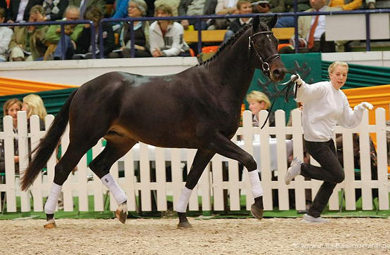 Trakehner GIOVANNI SILVA von Summertime u.d. Greta Garbo von Alter Fritz - Trakehner Gestt Hmelschenburg, Foto: Jutta Bauernschmitt