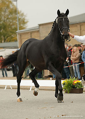 Trakehner GIOVANNI SILVA von Summertime u.d. Greta Garbo von Alter Fritz - Trakehner Gestt Hmelschenburg, Foto: Jutta Bauernschmitt