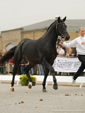 Trakehner GIOVANNI SILVA von Summertime u.d. Greta Garbo von Alter Fritz - Trakehner Gestt Hmelschenburg, Foto: Jutta Bauernschmitt