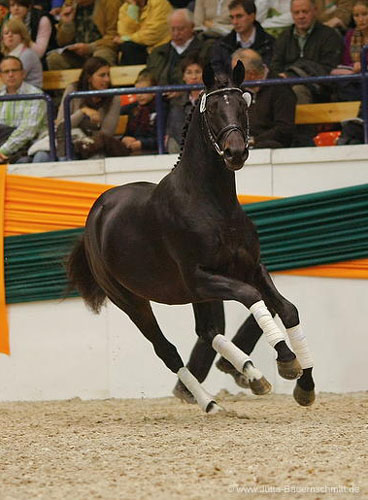 Trakehner GIOVANNI SILVA von Summertime u.d. Greta Garbo von Alter Fritz - Trakehner Gestt Hmelschenburg, Foto: Jutta Bauernschmitt