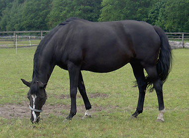 Trakehner Prmienstute Glorie's Girl von Alter Fritz - Kostolany