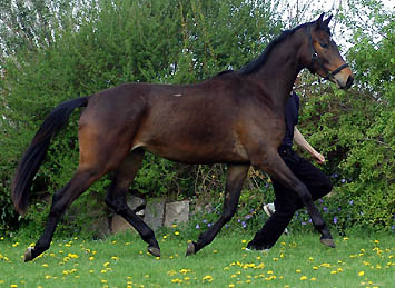 Glorilou v. Shavalou