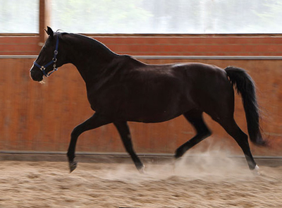 Trakehner Prmienstute Glorie's Girl von Alter Fritz - Kostolany