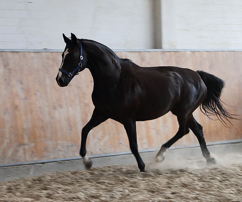 Trakehner Prmienstute Glorie's Girl von Alter Fritz - Kostolany