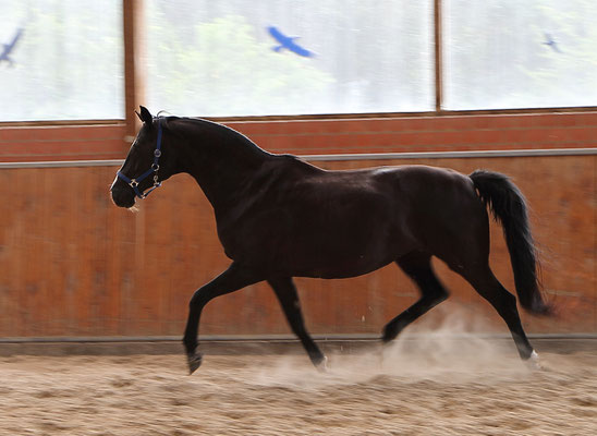 Trakehner Prmienstute Glorie's Girl von Alter Fritz - Kostolany