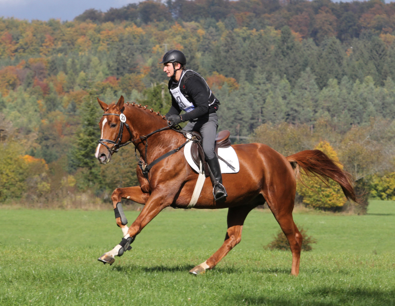 Glcksruf v. Dramatiker x Opernball - Foto: Silke Busse - 2022 auf Station im Trakehner Gestt Hmelschenburg
