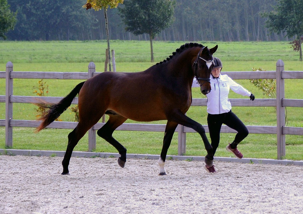 Gentle Motion - Trakehner Hengst von High Motion u.d. Elitestute Greta Garbo auf der Sommerweide  
 Foto: Beate Langels