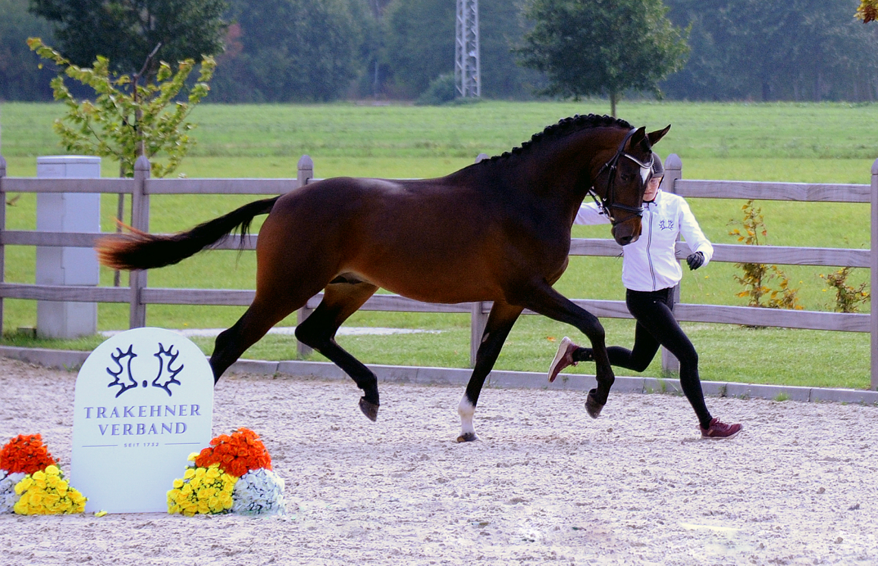 Gentle Motion - Trakehner Hengst von High Motion u.d. Elitestute Greta Garbo auf der Sommerweide  
 Foto: Beate Langels