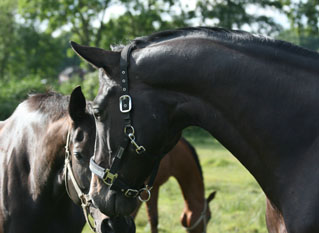 4jhriger Trakehner von Summertime u.d. Greta Garbo v. Alter Fritz, Gestt Hmelschenburg