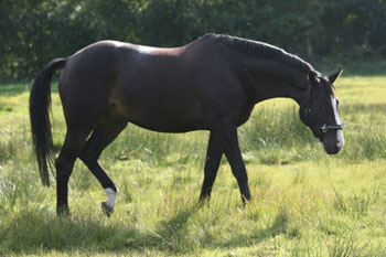 4jhriger Trakehner Wallach von Summertime u.d. Greta Garbo v. Alter Fritz - Gestt Hmelschenburg