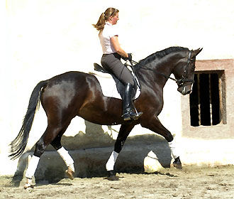 4jhriger Trakehner von Summertime u.d. Greta Garbo v. Alter Fritz, Gestt Hmelschenburg