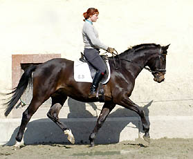 Trakehner Wallach Golany von Summertime - gerade angeritten