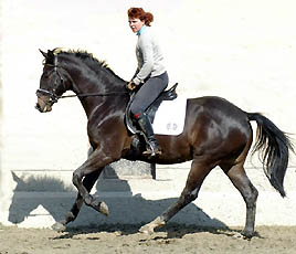 Trakehner Wallach von Summertime u.d. Greta Garbo v. Alter Fritz, Gestt Hmelschenburg