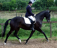 Golany v. Summertime - Alter Fritz