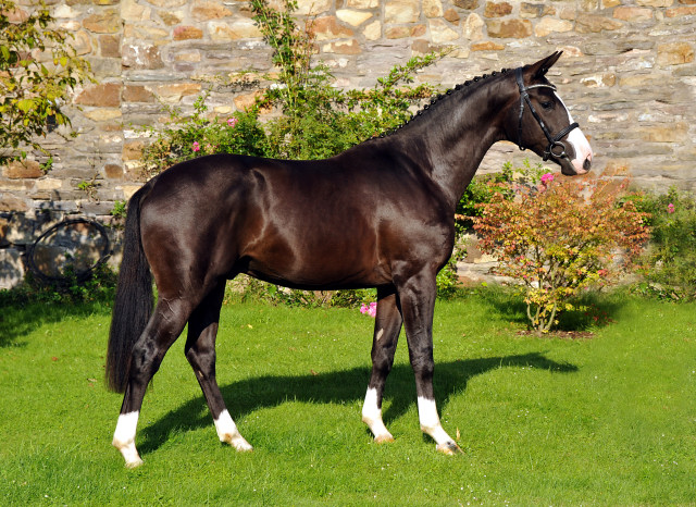 Greenwich Park - 2jhriger Hengst von Saint Cyr x Alter Fritz x Kostolany - Foto: Beate Langels - Trakehner Gestt Hmelschenburg