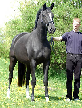 Trakehner Prmienstute Grace Note von Alter Fritz - Kostolany, Foto: Beate Langels