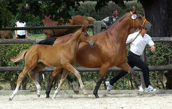 Trakehner Hengstfohlen von Showmaster - Manhattan - Alter Fritz