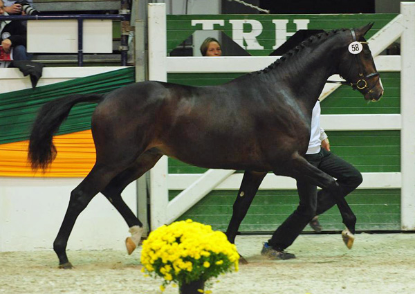 Trakehner Hengst Grand Corazn von Symont u.d. Pr.u.StPrSt. Guendalina v. Red Patrick xx - Trakehner Gestt Hmelschenburg - fotografiert von Dr. Peter Richterich