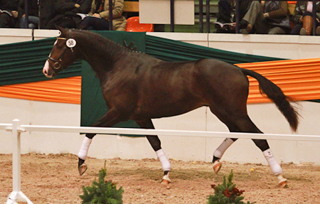 Trakehner Hengst Grand Corazn von Symont u.d. Pr.u.StPrSt. Guendalina v. Red Patrick xx - Trakehner Gestt Hmelschenburg - fotografiert von Simone Schnbeck