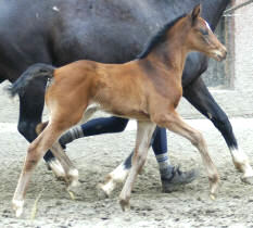 Trakehner Stutfohlen v. Summertime u.d. Greta Garbo v. Alter Fritz