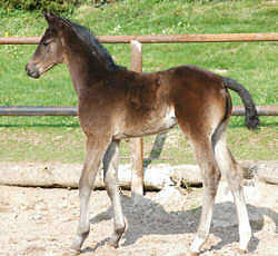 Trakehner Hengstfohlen v. Summertime u.d. Greta Garbo v. Alter Fritz