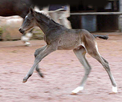 Trakehner Hengstfohlen v. Summertime u.d. Greta Garbo v. Alter Fritz