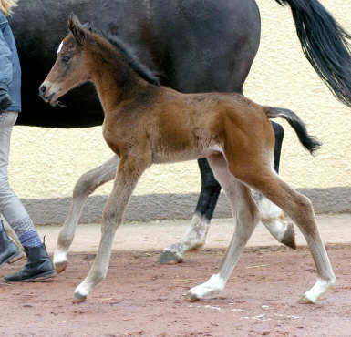 Trakehner Stutfohlen v. Summertime u.d. Greta Garbo v. Alter Fritz