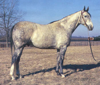 Championdeckhengst Grey Dawn xx - Foto: Archiv