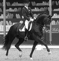 Trakehner Siegerhengst Gribaldi von Kostolany, Gestt Hmelschenburg